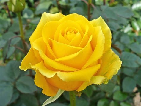 The single yellow rose like the one you took to Dad when you met again ...