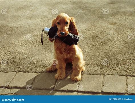 Expecting Rain stock photo. Image of cute, umberella - 12770936