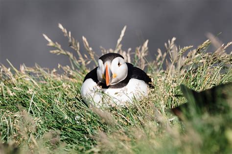 Ingólfshöfði Puffin Tour - We saw puffins in Iceland!! - Wandertooth Travel