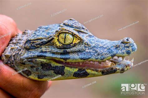 A close-up of a baby crocodile with sharp teeth and a shiny eye - Rainforest, Stock Photo ...