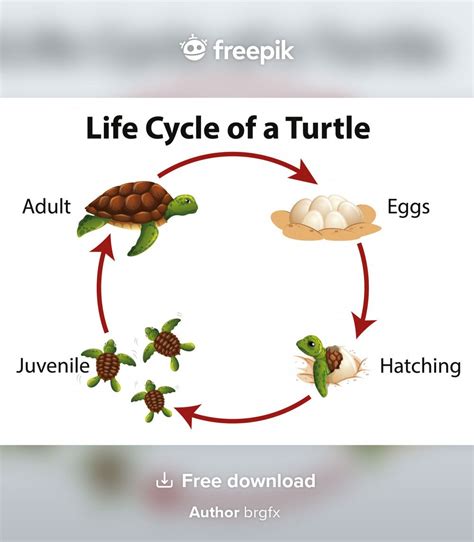 Free Vector Diagram Showing Life Cycle Of Sea Turtle Life Cycles 69504 | The Best Porn Website