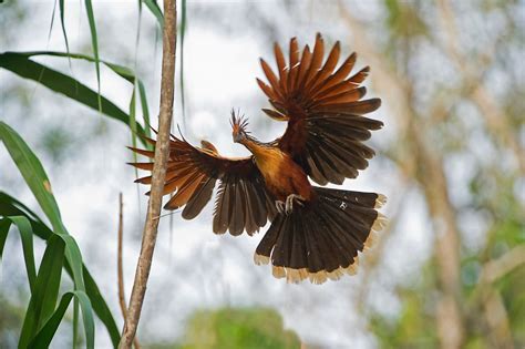 Peruvian Amazon Wildlife | Delfin Amazon Cruises