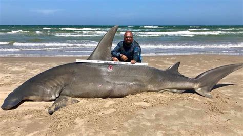 Texas Fisherman Reels in Massive 14-Foot Hammerhead Shark | The Weather Channel