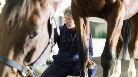 Lameness in Horses | PetMD