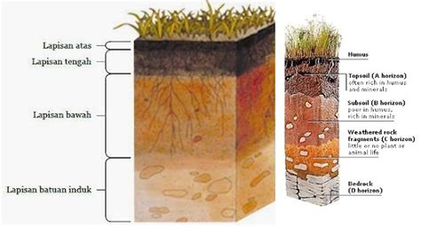 PERTANIAN: Lapisan, Struktur dan Jenis Tanah