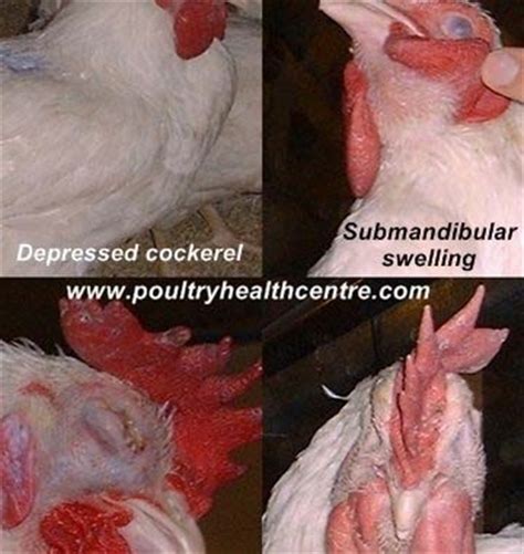 Fowl Cholera | Poultry Health Centre