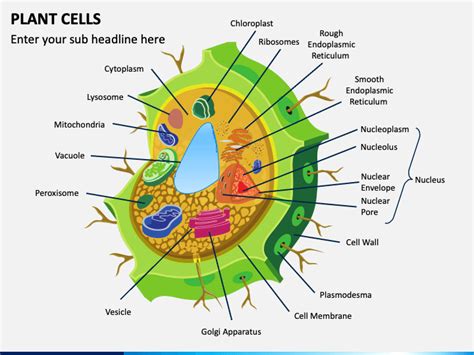 Plant Cells PowerPoint Template - PPT Slides