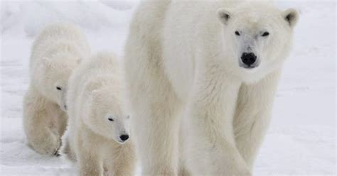 Polar Bear Webcam Captures Live Images Of Bear Migration