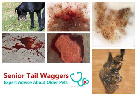 Pictures of Dog Vomit with Blood, Explained By a Veterinarian