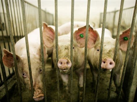 Gene-Altered Pig Project in Canada Is Halted - The New York Times