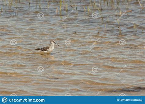 Tringa Stagnatilis is a Bird Species of the Snipe Family Scolopacidae Stock Photo - Image of ...