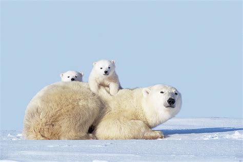 Mother Polar Bear With Cubs, Canada #2 by Art Wolfe