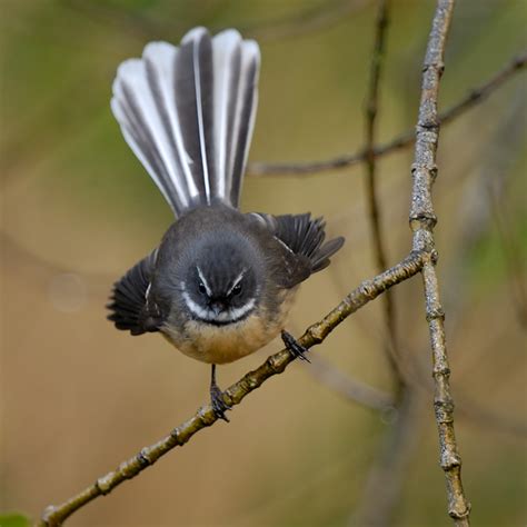 The Fantail: The Cutest Forest Companion – Forest & Bird