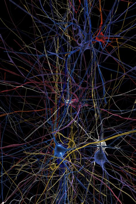 The Human Brain Project Has Officially Begun – MedClerkships.com