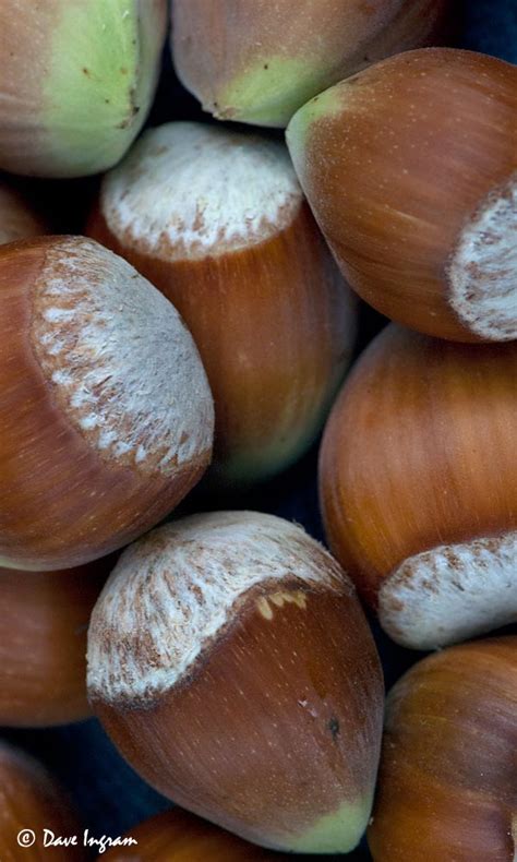 Hazelnut Harvest