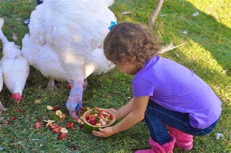 Farm Animal Sanctuaries in the US: Visit, Volunteer, & Meet the Animals!