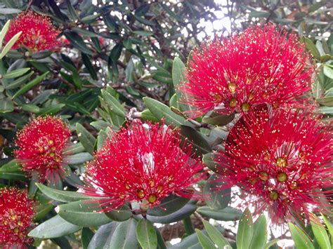 Pohutakawa trees flower around Christmas time in New Zealand, making them known as New Zealand ...