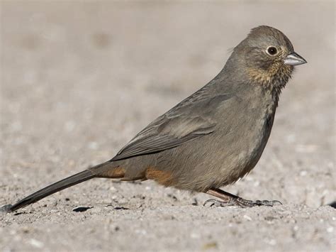 Canyon Towhee | Celebrate Urban Birds