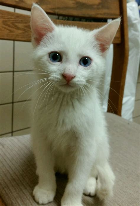 White Cat With Blue Eyes for Adoption