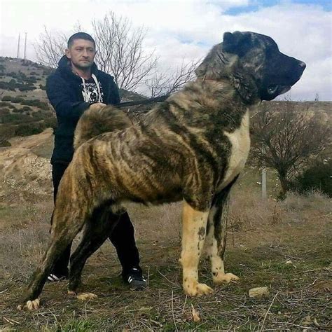 Giant & Powerful Turkish Kangal Shepherd Dog | Large Dog Breeds | Big Dogs Breeds | very cute ...