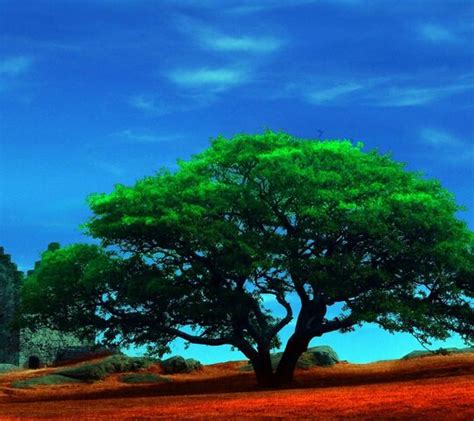 Shady Tree Wallpaper - Download to your mobile from PHONEKY