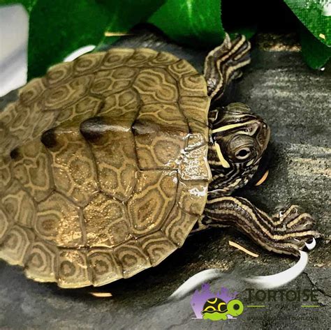 Mississippi Map turtle for sale baby map turtles for sale online where to buy map turtle for ...