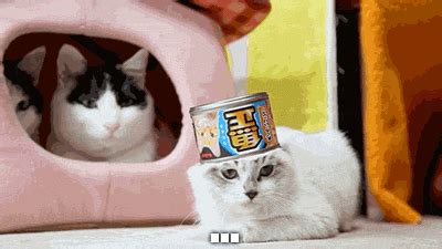 Cat No GIF - Find & Share on GIPHY