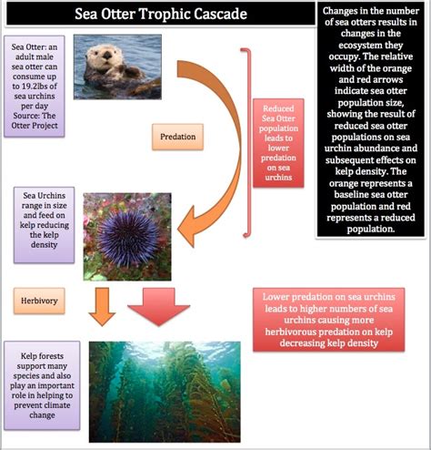 Sea Otter Conservation : Trophic Cascades