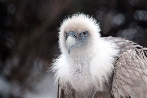 Himalayan Griffon The Largest Gyps Vulture - Treks and Trails India