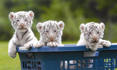 Baby white siberian tiger « Nat Geo Adventure