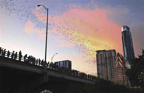 Ann Richards Congress Avenue Bridge Bats | Austin, TX