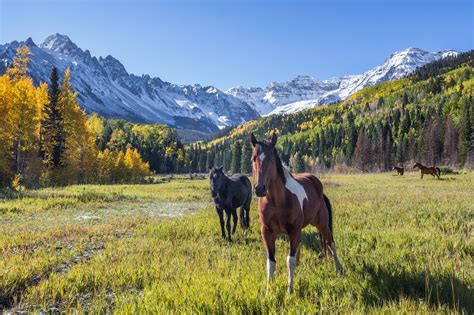 Wallpaper : autumn, horses, mountains, fall, Colorado, fields, sanjuans ...