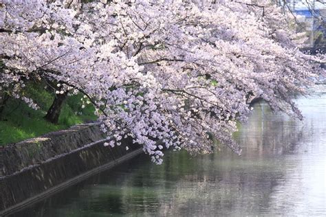 【2020】 Cherry Blossom Forecast in Nagano-Best 10 Festival Spots – | NAGANO TRIP