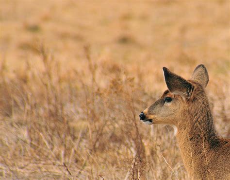 SP Whitetail Doe 4 | White tail doe at Sachuest Point Nation… | Flickr