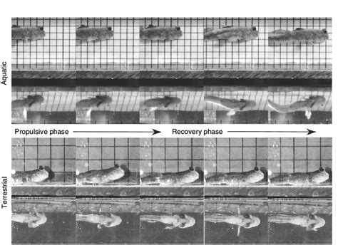 Image series of a mudskipper moving in aquatic and terrestrial ...