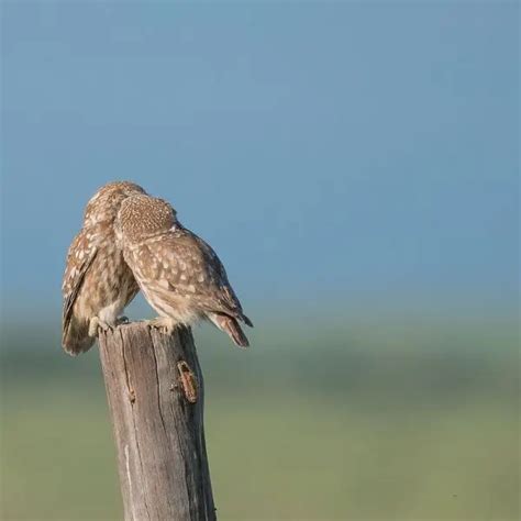 Little Owl - Facts, Diet, Habitat & Pictures on Animalia.bio