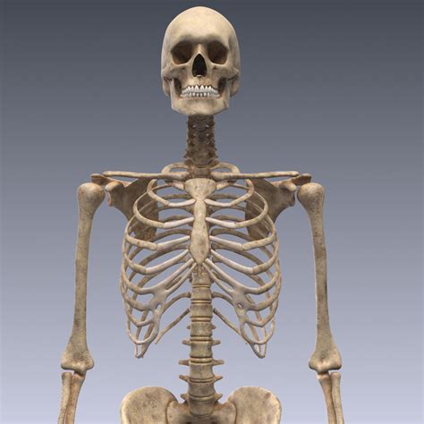 realistic human skeleton rigged 3d lwo