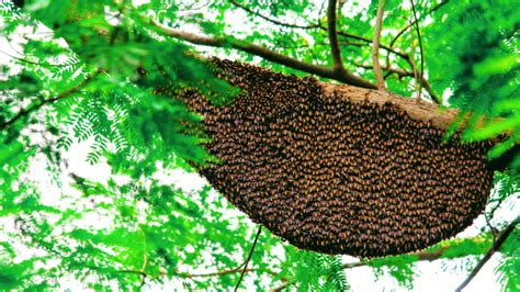 Choosing the Right Hive: Exploring Different Beehive Types - Hive To Honey