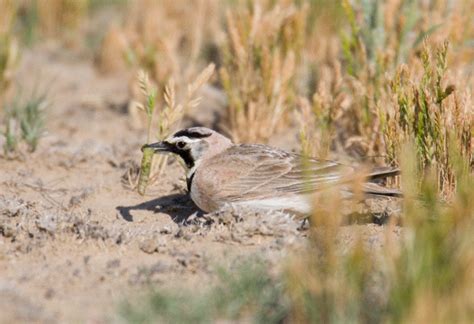 Horned Lark (Eremophila alpestris)