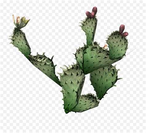 Cactus - Prickly Pear Png Emoji,Prickly Pear Emoticon To Copy And Paste - Free Emoji PNG Images ...