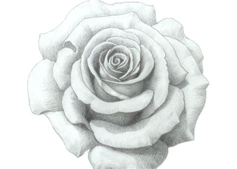 How to Draw a Rose Step by Step Tutorial - EasyDrawingTips