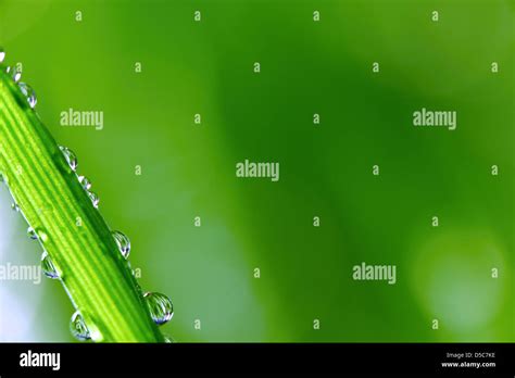 dew on grass Stock Photo - Alamy