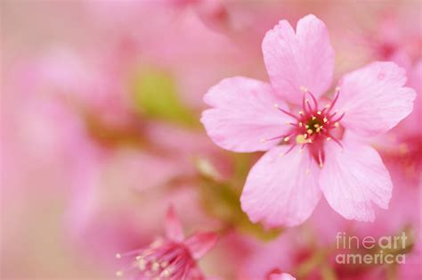 Pink Cherry Blossom Photograph by Oscar Gutierrez - Fine Art America