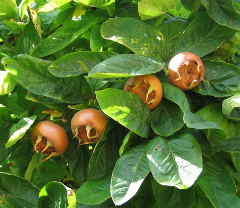 Temperate Climate Permaculture: Permaculture Plants: The Medlar Tree