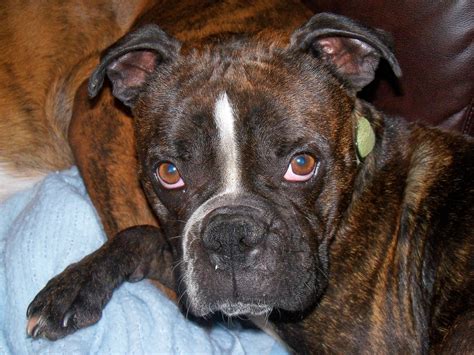 57+ Boxer And Boston Terrier Mix Puppies For Sale Image - Bleumoonproductions