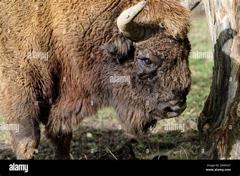 Wisent Stock Photo - Alamy