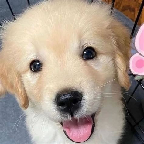 Adorable Golden Labrador Puppy