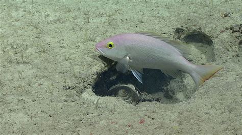 Silk snapper (Lutjanus vivanus) with a possible gastropod in the crevice.