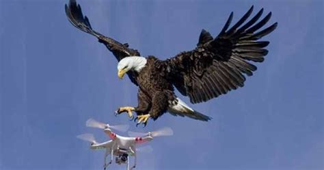 Bald Eagle Destroys Government Drone