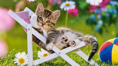 Cats Spring Wallpapers - Wallpaper Cave